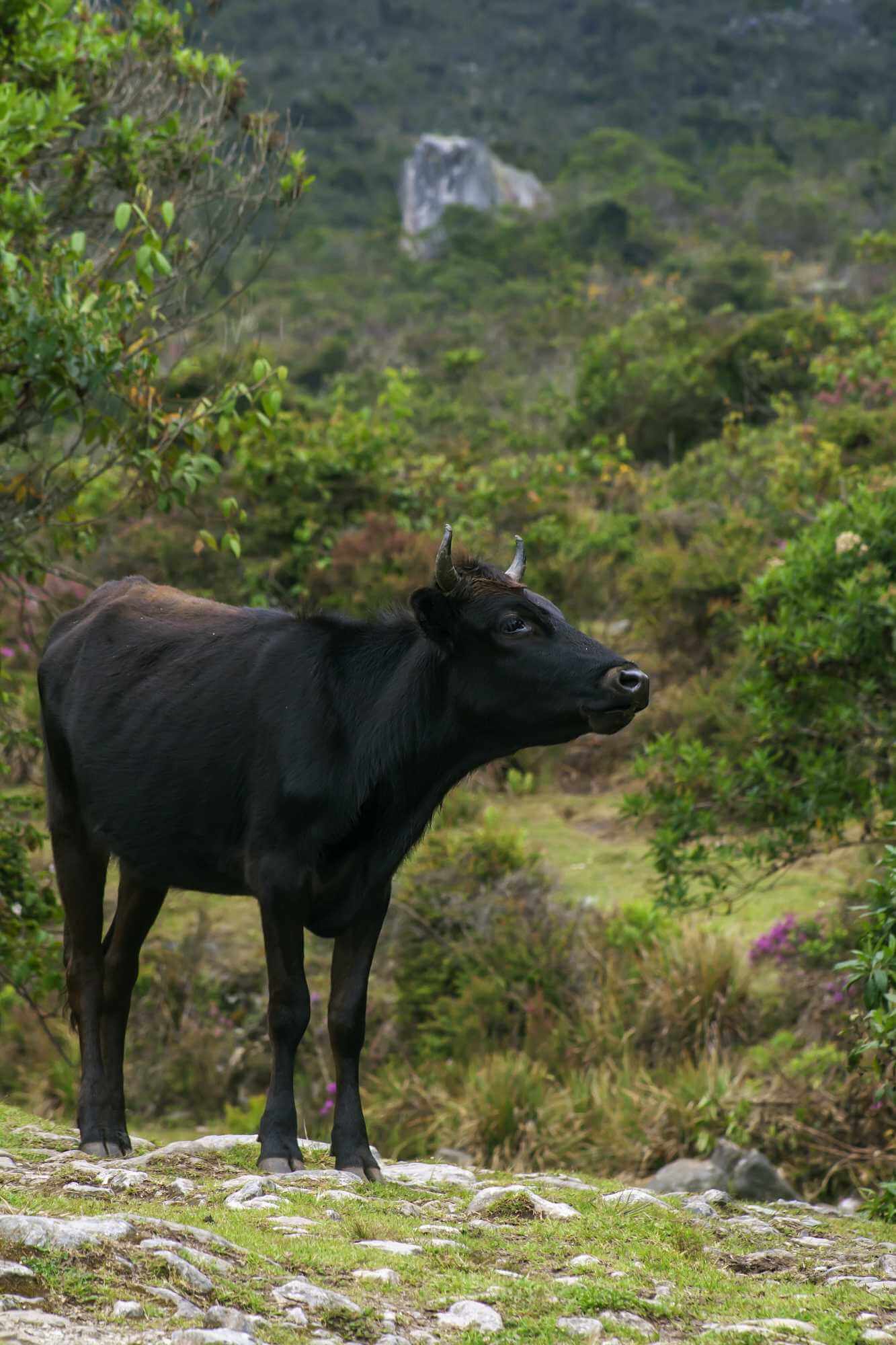 wagyu a steaky